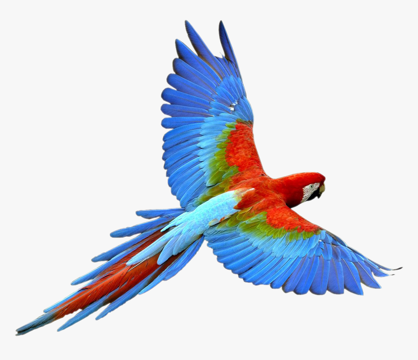 Parrot Transparent Image Parrot Animal, HD Png Download