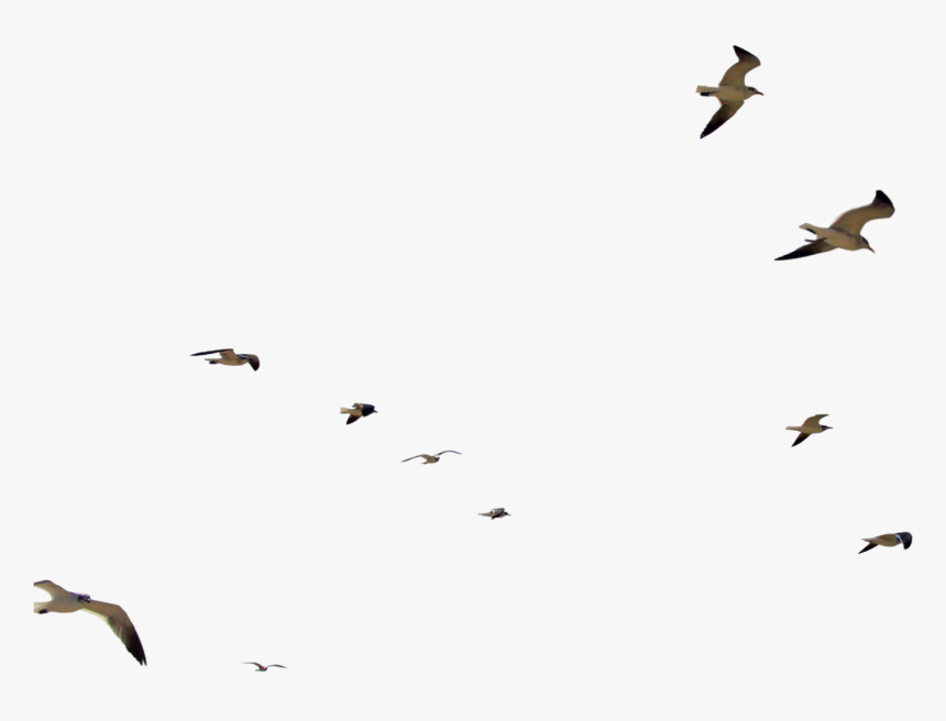Bird Flight Flock, HD Png Download