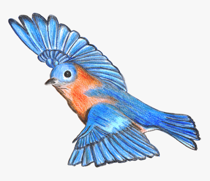 Transparent Isolated Birds Png, Png Download