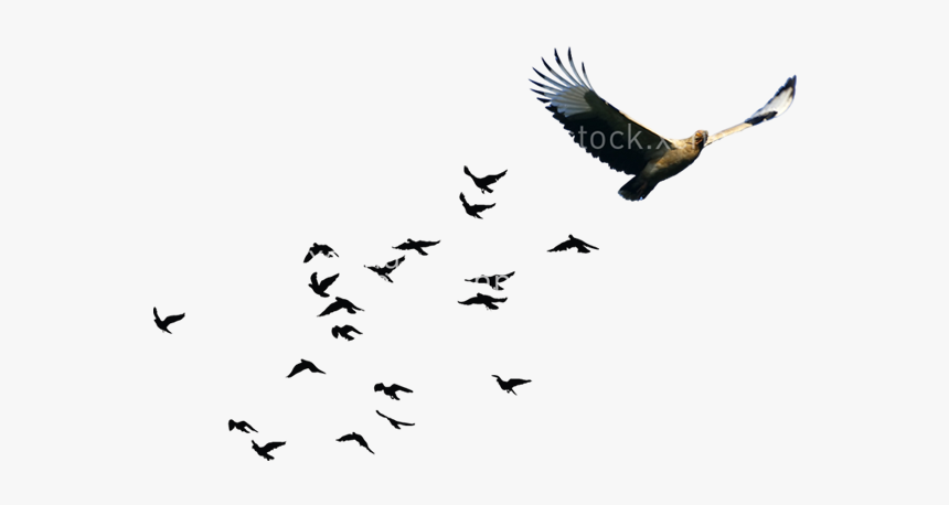 Bird Goose Flock, HD Png Download