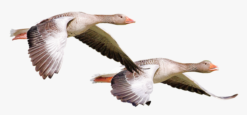 Isolated, Wild Duck, Bird, Nature, Animal, Fauna, HD Png Download