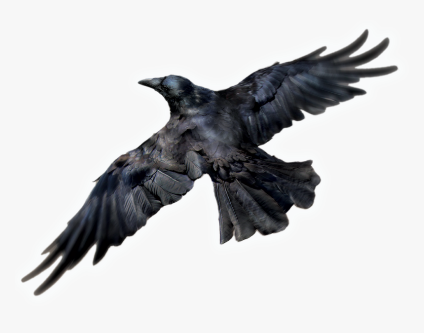 Transparent Isolated Birds Png, Png Download