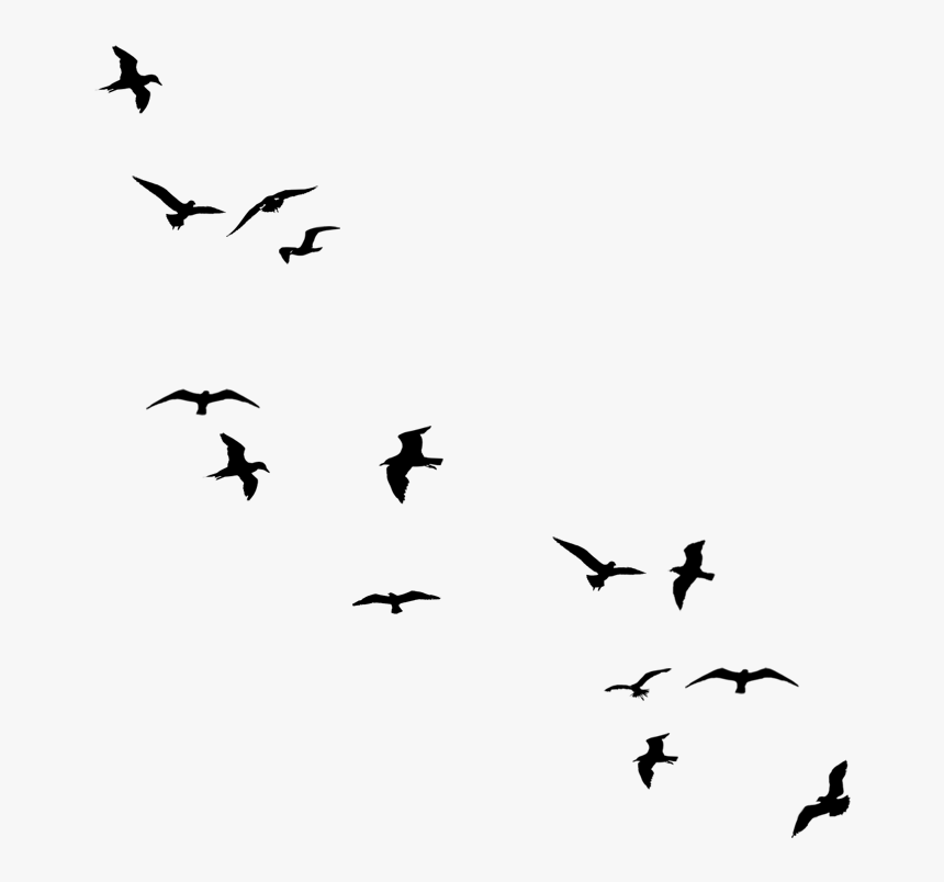 Drawing Birds Silhouette, HD Png Download