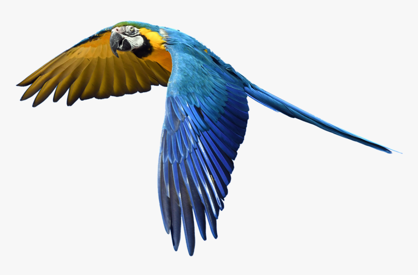 Parrot Flight Isolated Free Picture, HD Png Download