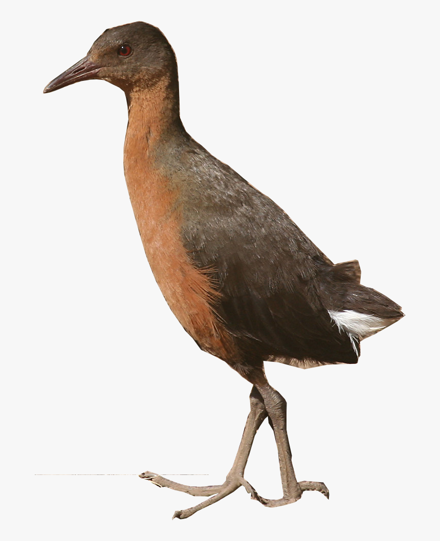 All Birds Wiki, HD Png Download