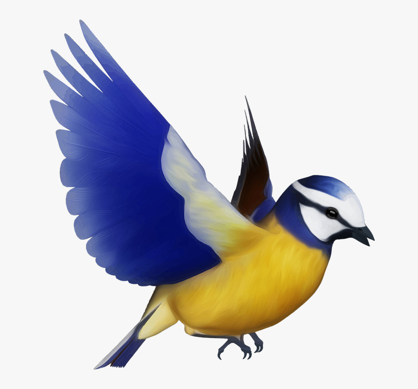 Flying Parrot Png, Transparent Png