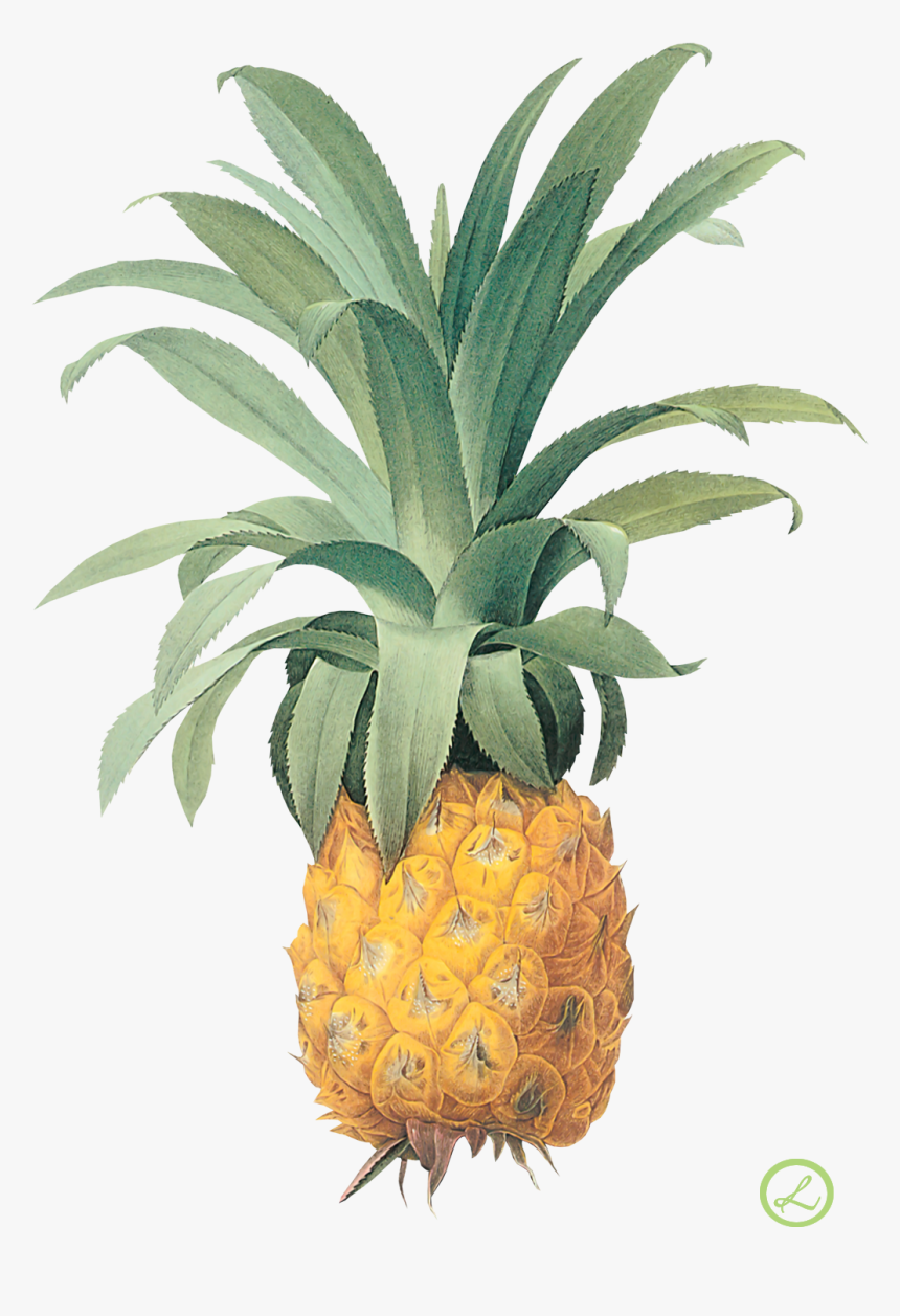 Pineapple Png Image, Transparent Png