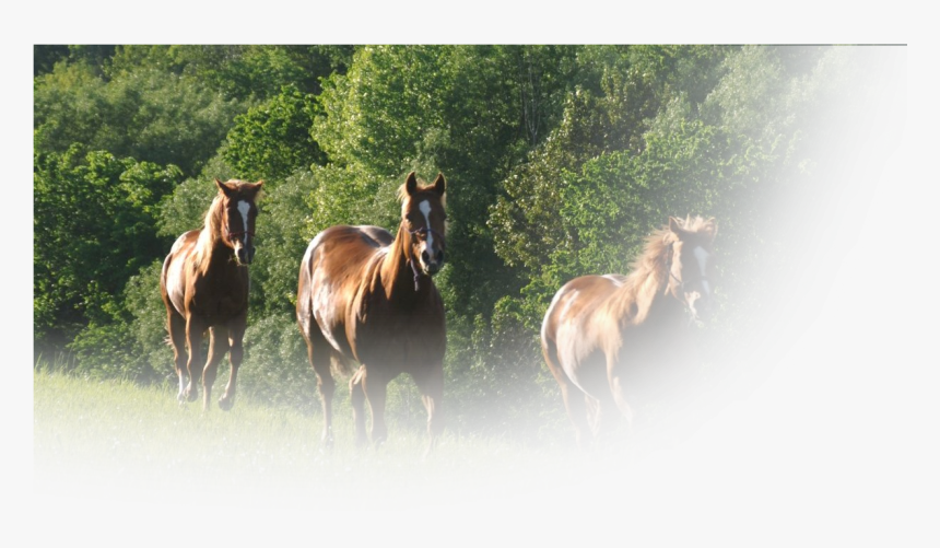 Horse Feed, HD Png Download