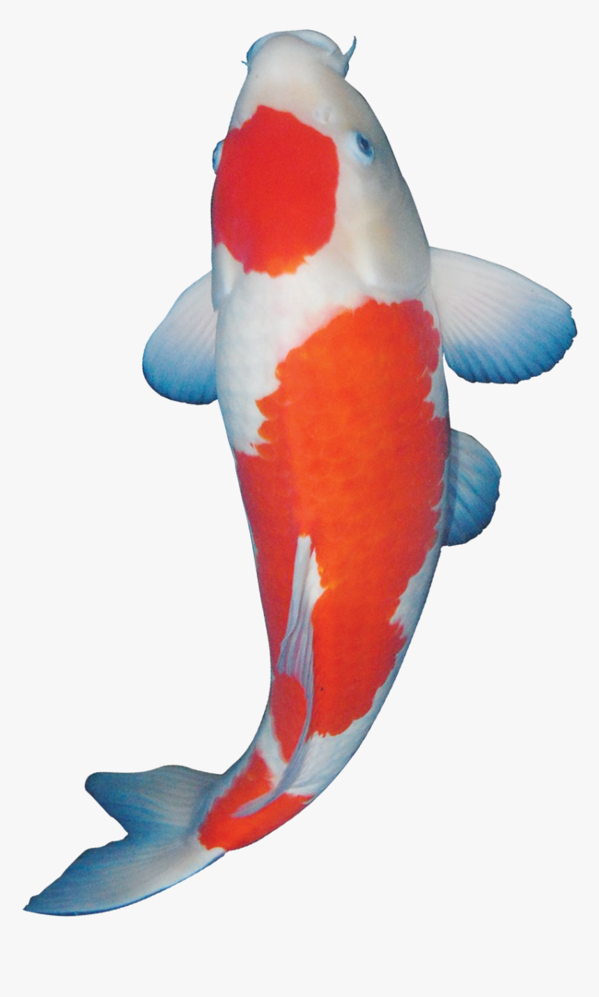 Koi, HD Png Download