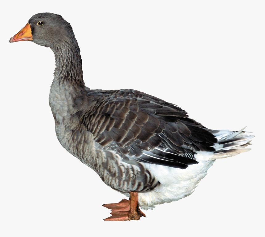 Duck Png Image, Transparent Png