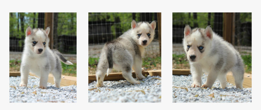 Siberian Husky Puppy, HD Png Download