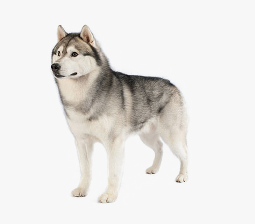 Dog,mammal,siberian Malamute,dog Breed,carnivore,sled, HD Png Download