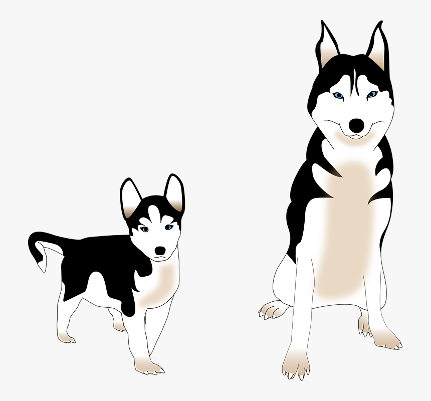 Dog, Siberian Husky, Puppy, Friend, Animal, Nordic, HD Png Download