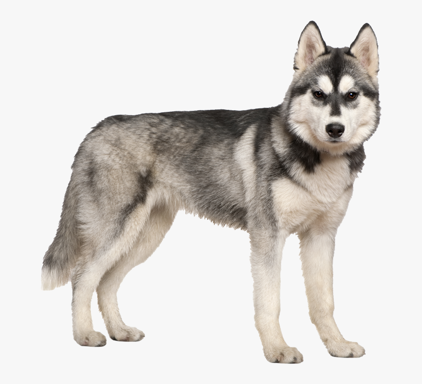 Husky Puppy Png, Transparent Png