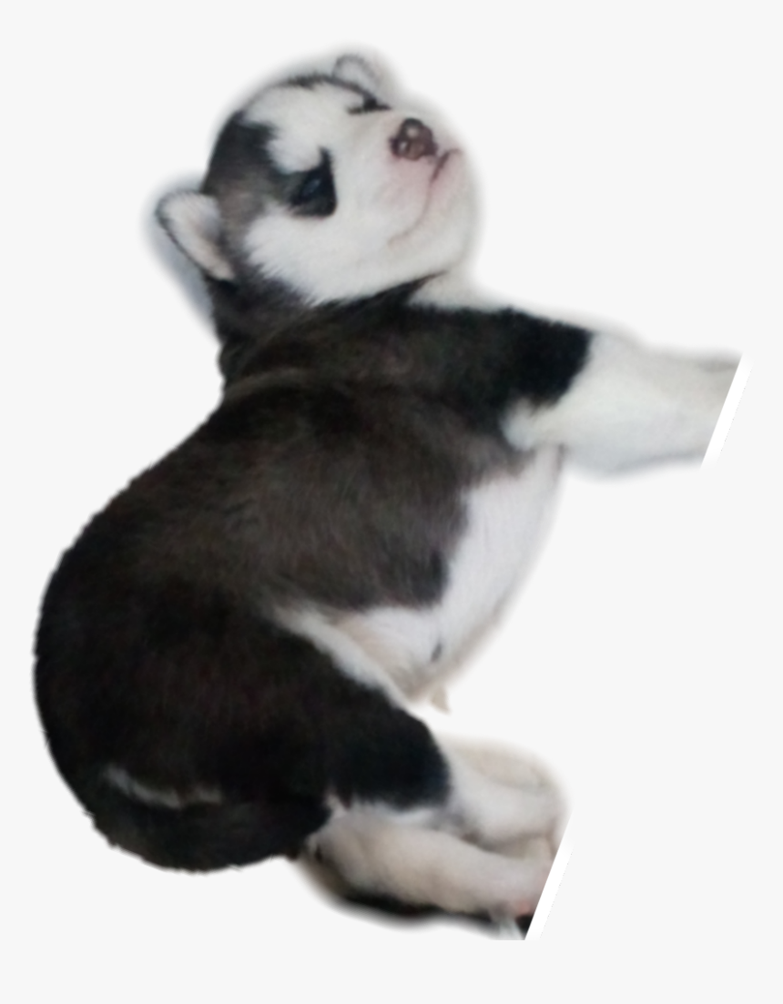 #husky #puppy - Fur, HD Png Download