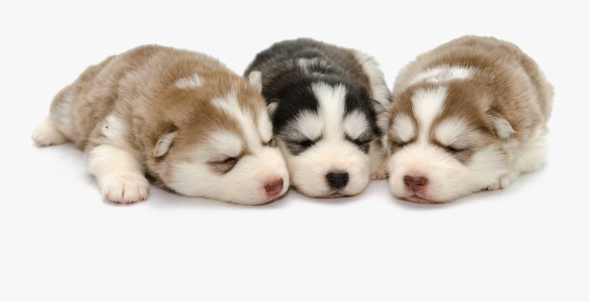 Husky Png Background, Transparent Png