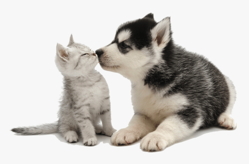Cute Puppy Kissing Kitten For Animal Chat Clear Background, HD Png Download