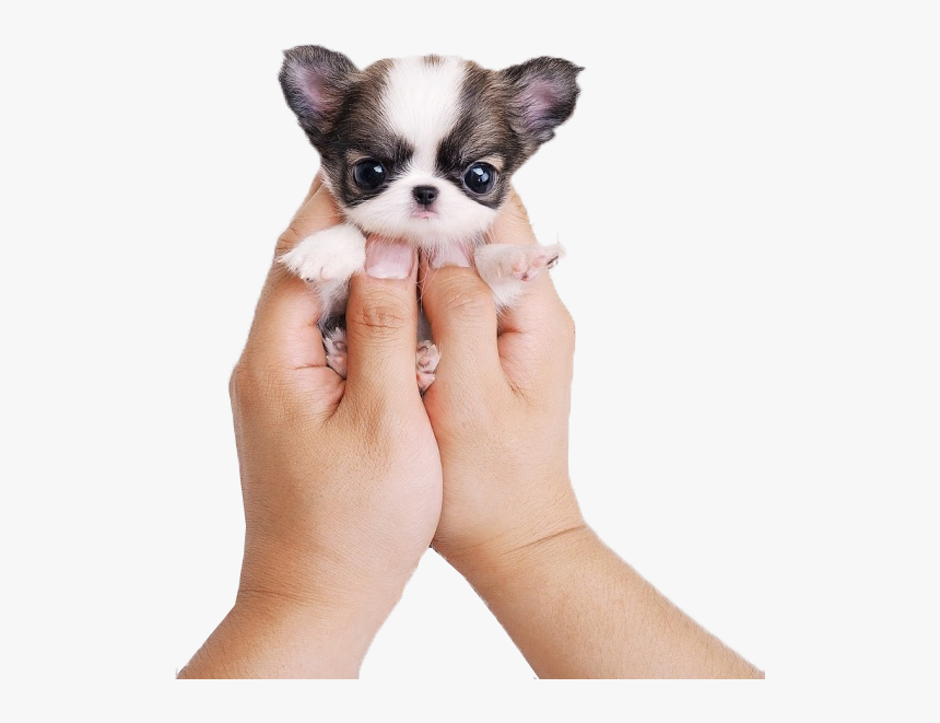 Kisspng Chihuahua Siberian Husky Puppy Cat Cuteness, Transparent Png