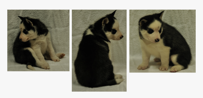 Siberian Husky Puppy, HD Png Download