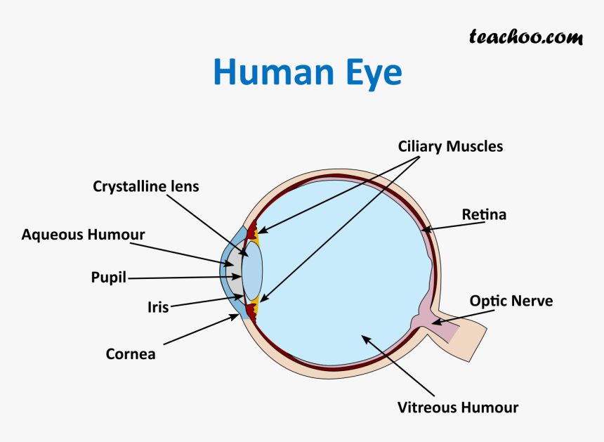 Human Eye - Teachoo, HD Png Download