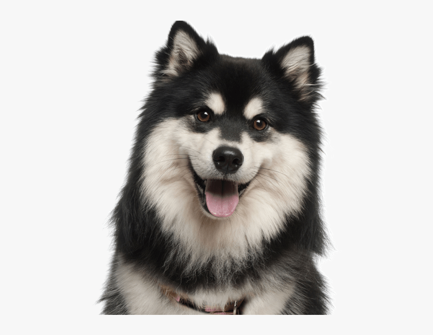 Husky Puppy Png, Transparent Png