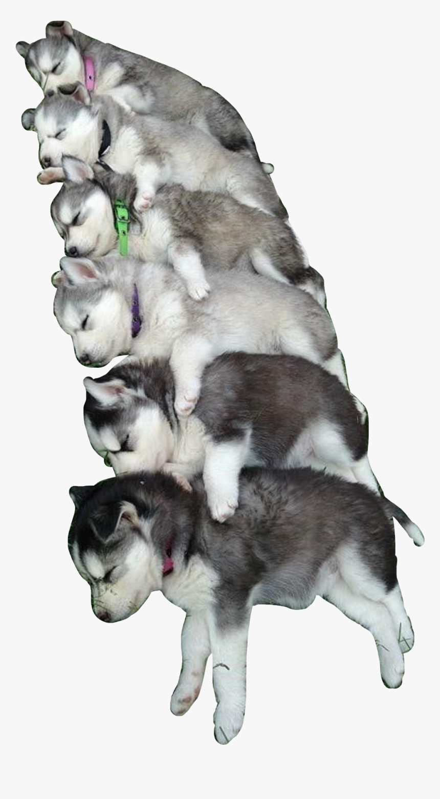 #huskies #pup #puppy #puppies #dogs #dog #dawg #cute, HD Png Download