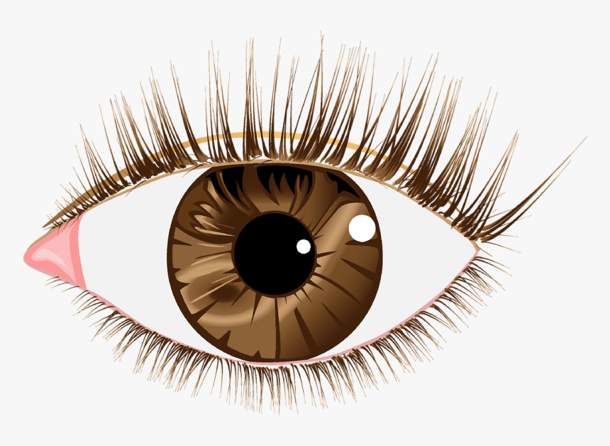 Eye Brown Lashes Free Picture, HD Png Download