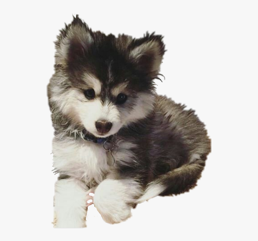 Transparent Pomeranian Png, Png Download