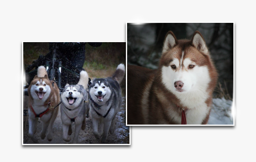 Dreamwolves, HD Png Download