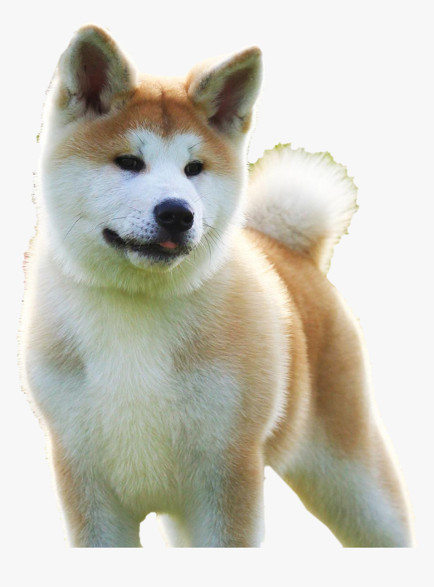 Husky Puppy Png, Transparent Png