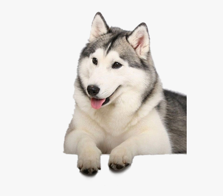 Husky Png Clipart Background, Transparent Png
