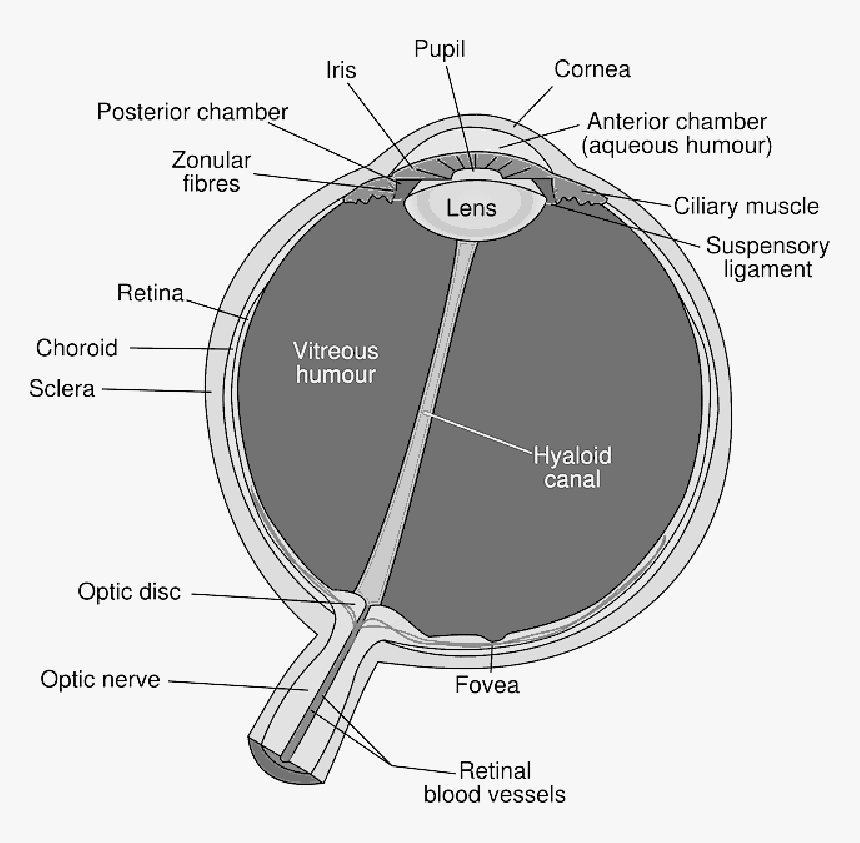 Diagram Of The Eye , Png Download, Transparent Png