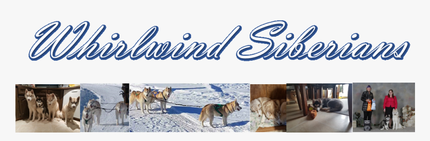 Whirlwind Siberians, HD Png Download