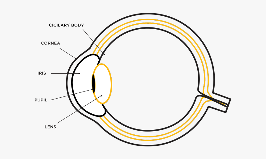 Eye Iris Png, Transparent Png