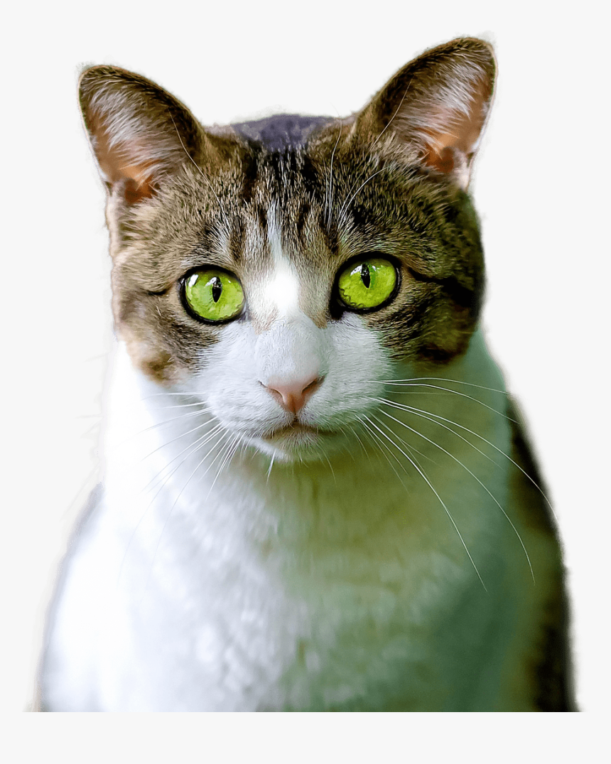 Cat Green Eyes, HD Png Download