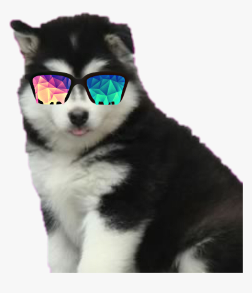#puppy #husky, HD Png Download