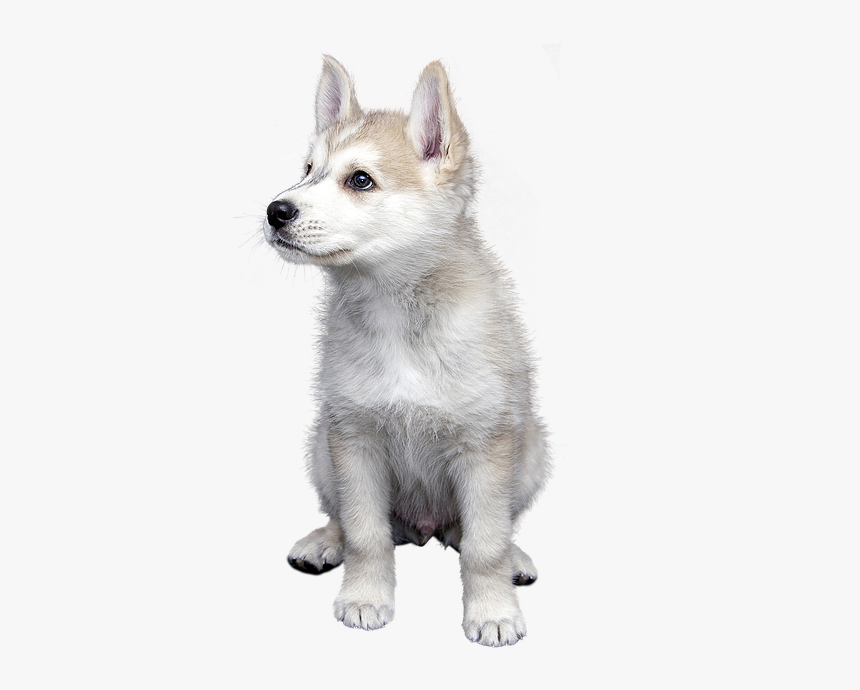 Dog, Pet, Isolated, Animal, Friendship, Trust, Puppies, HD Png Download