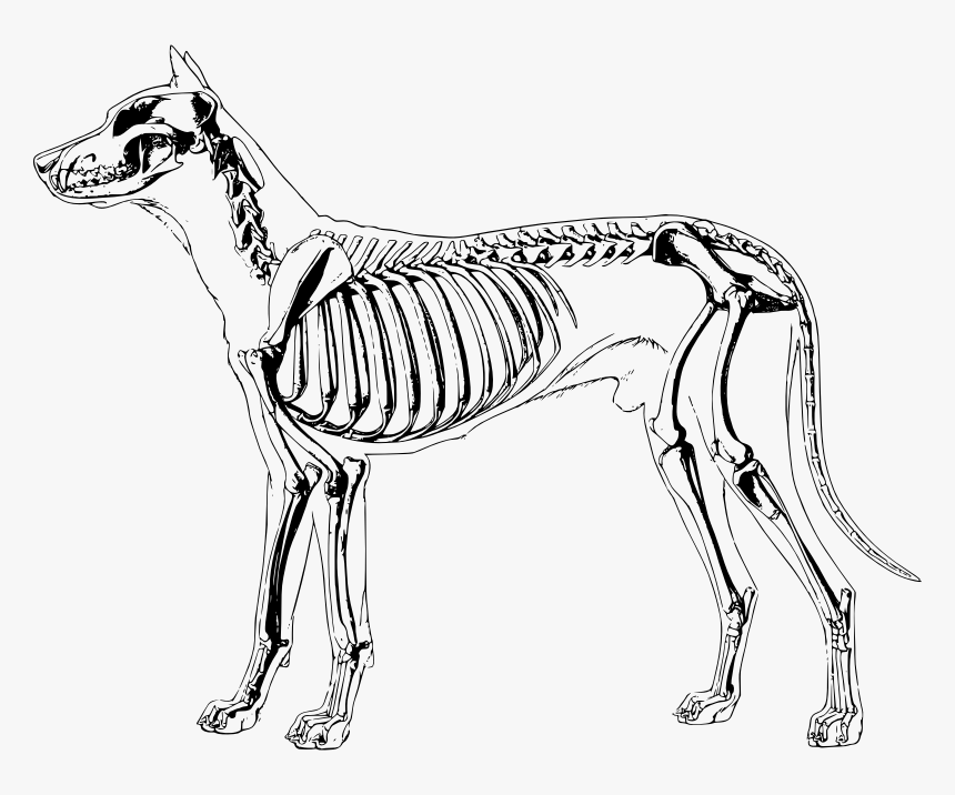 White Dog Bone Png, Transparent Png