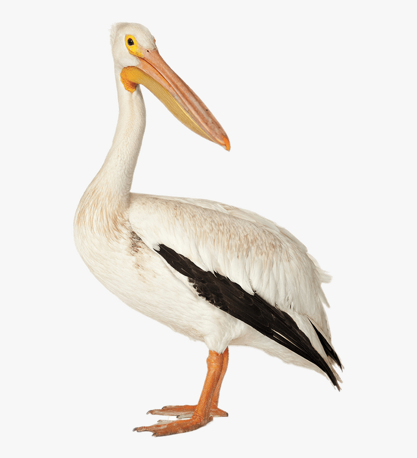 Bird Brown Pelican American White Pelican Deepwater, HD Png Download