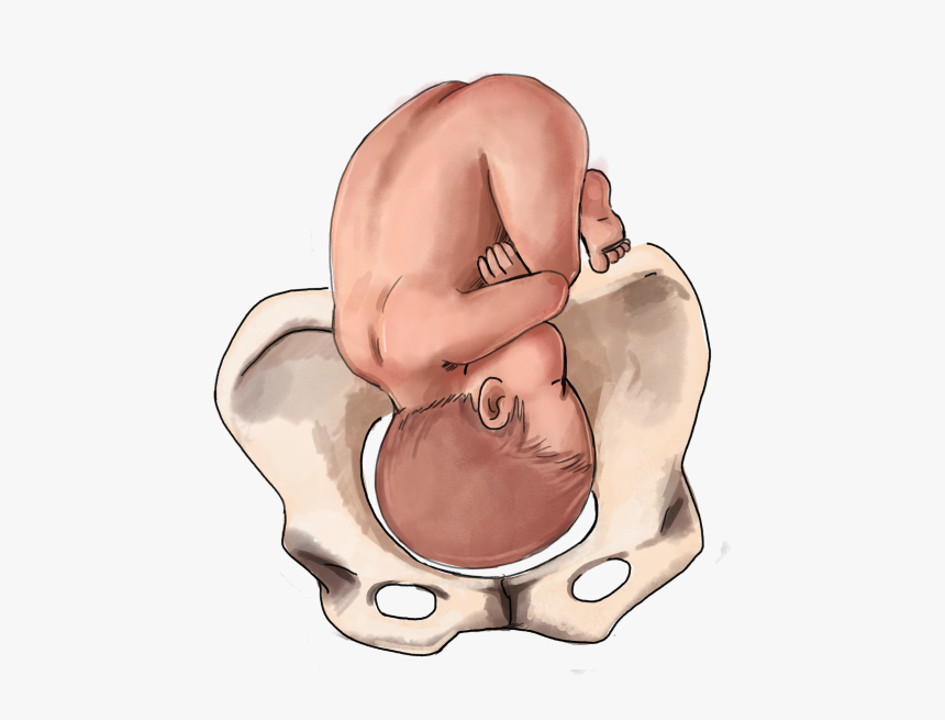 Clip Art The Ultimate Guide To, HD Png Download