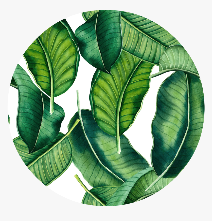 88 Banana Leaf Png - Tropical Banana Leaf Transparent, Png Download