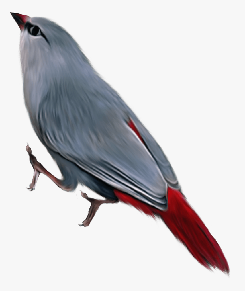 Birds - Passaros Exoticos Png, Transparent Png