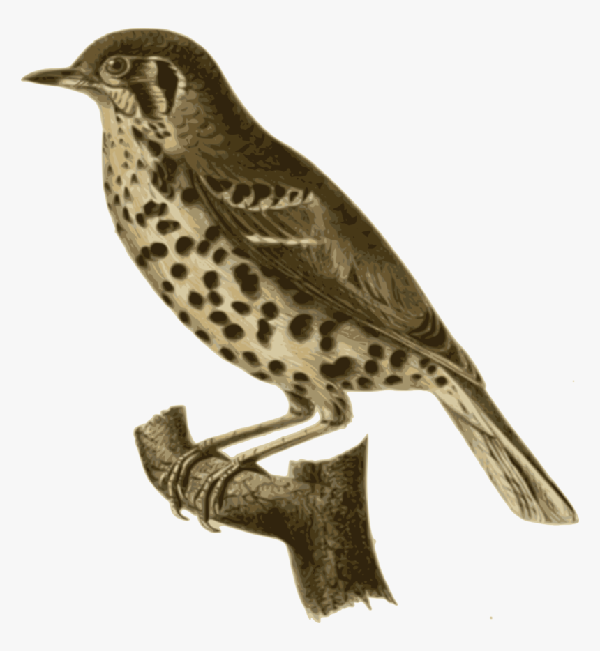 Birds - Brown Thrasher Png, Transparent Png