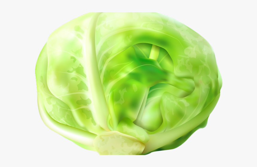 Cabbage Clip Art Png, Transparent Png