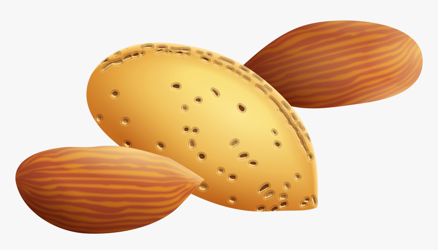 Free Cartoon Cliparts Download - Clip Art Of Almond, HD Png Download