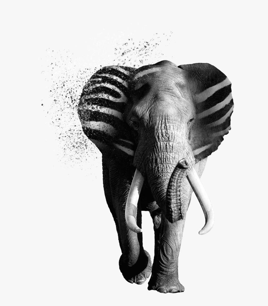 Verycreative Zebraphant - Indian Elephant, HD Png Download