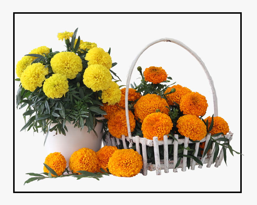 English Marigold, HD Png Download