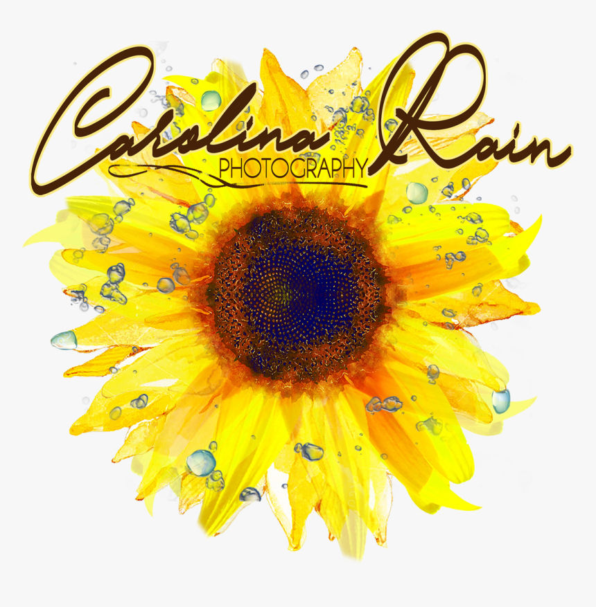 Sunflower, HD Png Download