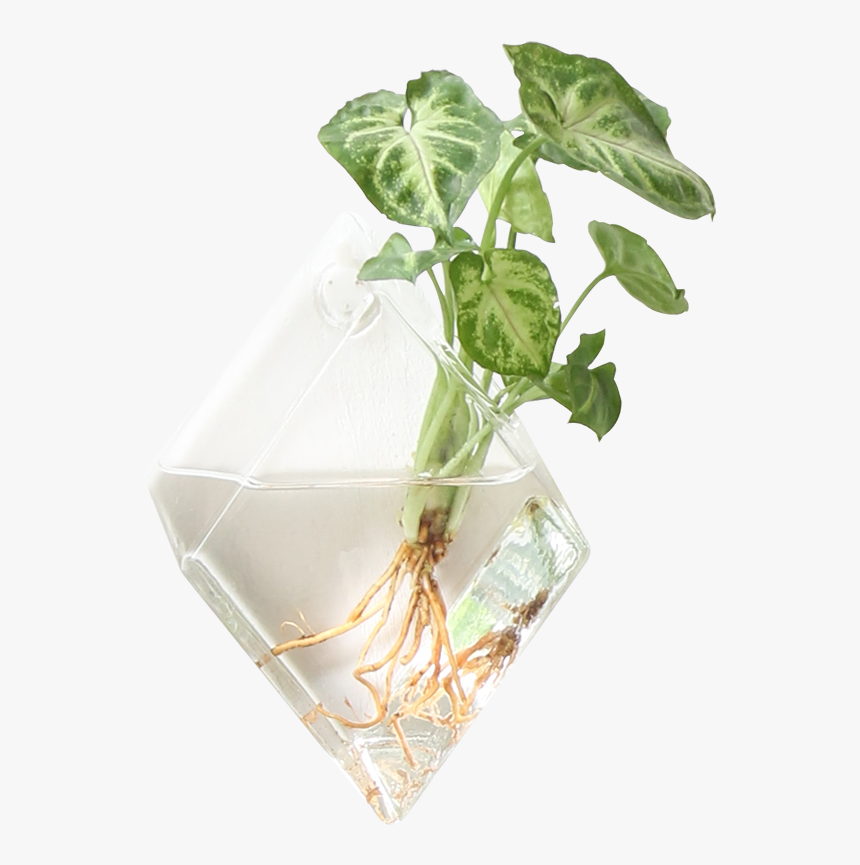 Hanging Plants On Walls, HD Png Download