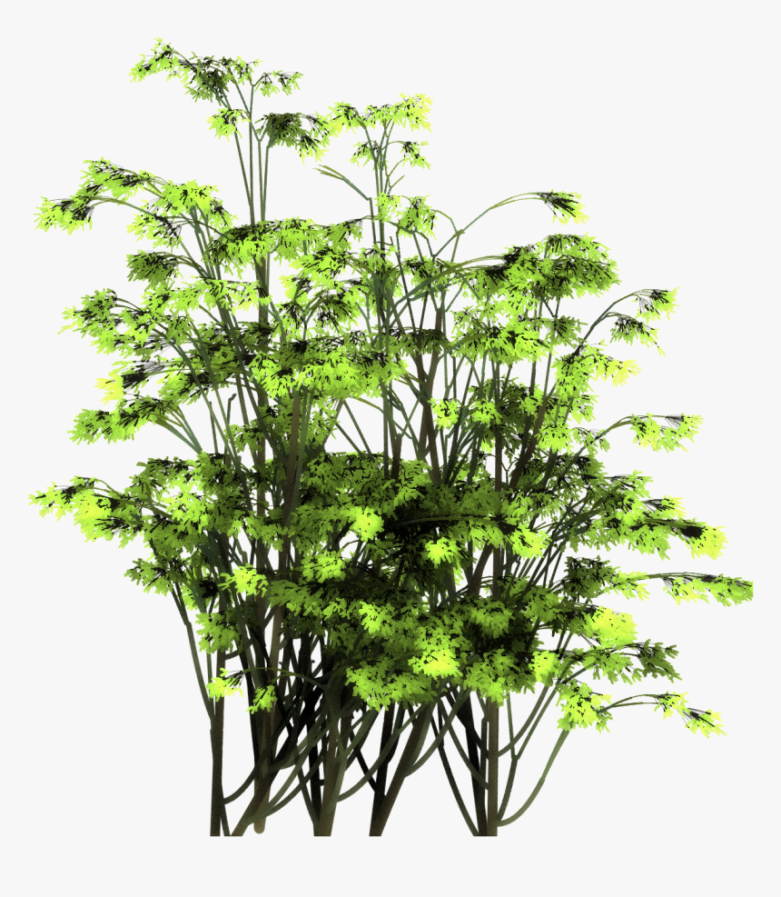 Tree From Above Png - Larch, Transparent Png